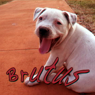 Brutus EP